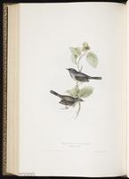 Marmora's Warbler plate 127