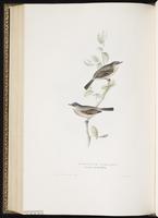 Spectacled Warbler plate 126
