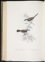 Common Whitethroat plate 125