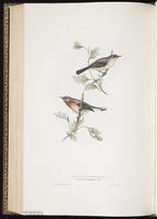 Subalpine Warbler plate 124