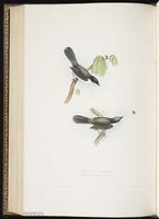 Sardinian Warbler plate 123