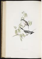 Rüppell's Warbler plate 122