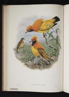 Monograph of the Paradiseidae, 1:121