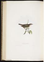Garden Warbler plate 121