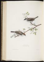 Eurasian Blackcap plate 120