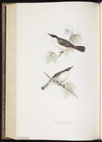 Orphean Warbler plate 119
