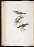 Siberian Rubythroat plate 118