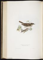 Thrush Nightingale plate 117