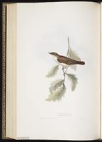 Common Nightingale plate 116