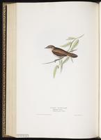 Cetti's Warbler plate 115