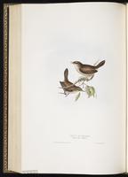 Cetti's Warbler plate 114