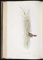 Zitting Cisticola plate 113