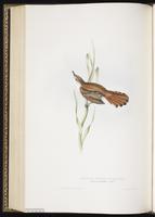 Rufous-tailed Scrub Robin plate 112
