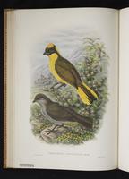 Monograph of the Paradiseidae, 1:117