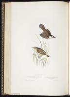 Moustached Warbler plate 111