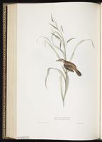 Sedge Warbler plate 110