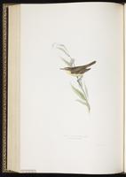 Marsh Warbler plate 109