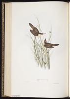 Great Reed Warbler plate 108
