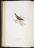 Olive-tree Warbler plate 107