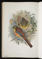 Amazonian white-tailed trogon; White-tailed trogon plate 47
