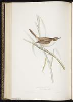 Great Reed Warbler plate 106