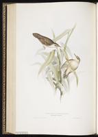 Pallas's Grasshopper Warbler plate 105