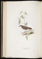 Savi's Warbler plate 104