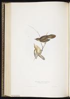 Common Grasshopper Warbler plate 103