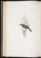 River Warbler plate 102