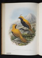 Monograph of the Paradiseidae, 1:113