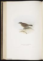 Siberian Accentor plate 101