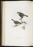 Dunnock plate 100