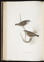 Alpine Accentor plate 99