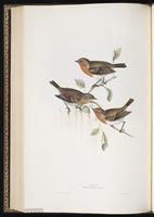 European Robin plate 98