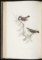 Bluethroat, Bluethroats plate 97
