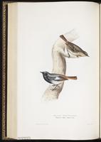 Black Redstart plate 96