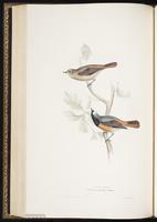 Common Redstart plate 95