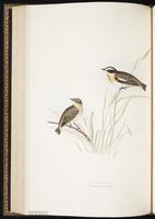 Whinchat plate 93