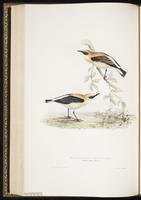 Black-eared Wheatear plate 92