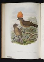 Monograph of the Paradiseidae, 1:109