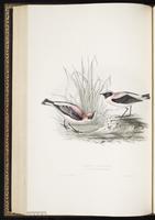 Black-eared Wheatear plate 91