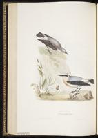 Northern Wheatear, Collalba norteña, traquet motteux plate 90