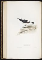 Pied Wheatear plate 89
