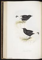 Black Wheatear plate 88