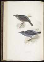 Blue Rock Thrush, Blue Rock-Thrush plate 87