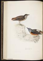 Chestnut-bellied Rock Thrush plate 86