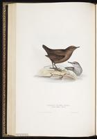 Brown Dipper plate 85