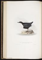 White-throated Dipper plate 84