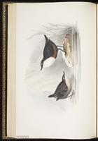 White-throated Dipper plate 83