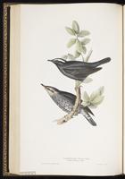 Siberian Thrush plate 82
